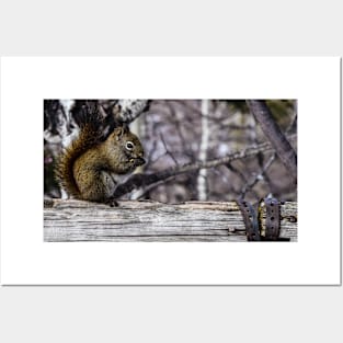 Red Squirrel on a Fence. Posters and Art